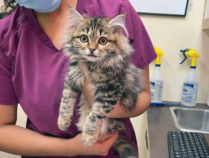 kitten-care-downtown-toronto-cat-clinic